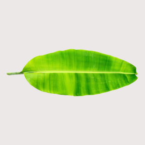 Banana Leaf each 0.90 Pence